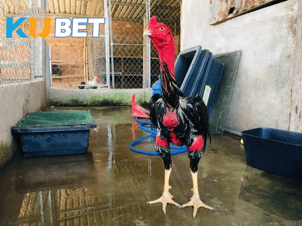 Chế độ dinh dưỡng cho gà chọiChế độ dinh dưỡng cho gà chọi