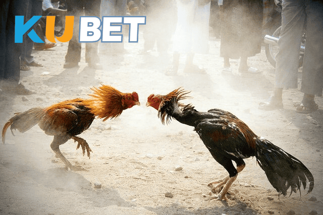 Kubet – ZT9398 – Bật mí bí quyết nuôi gà chọi