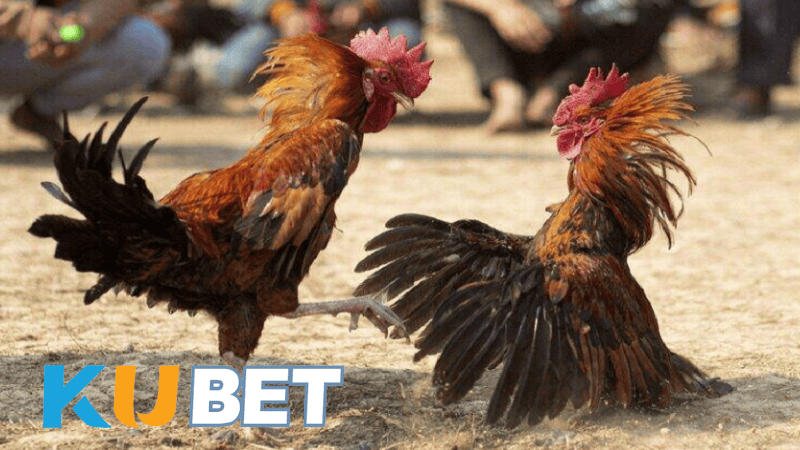 Vì sao chọn ZT9398 để theo dõi đá gà Kubet