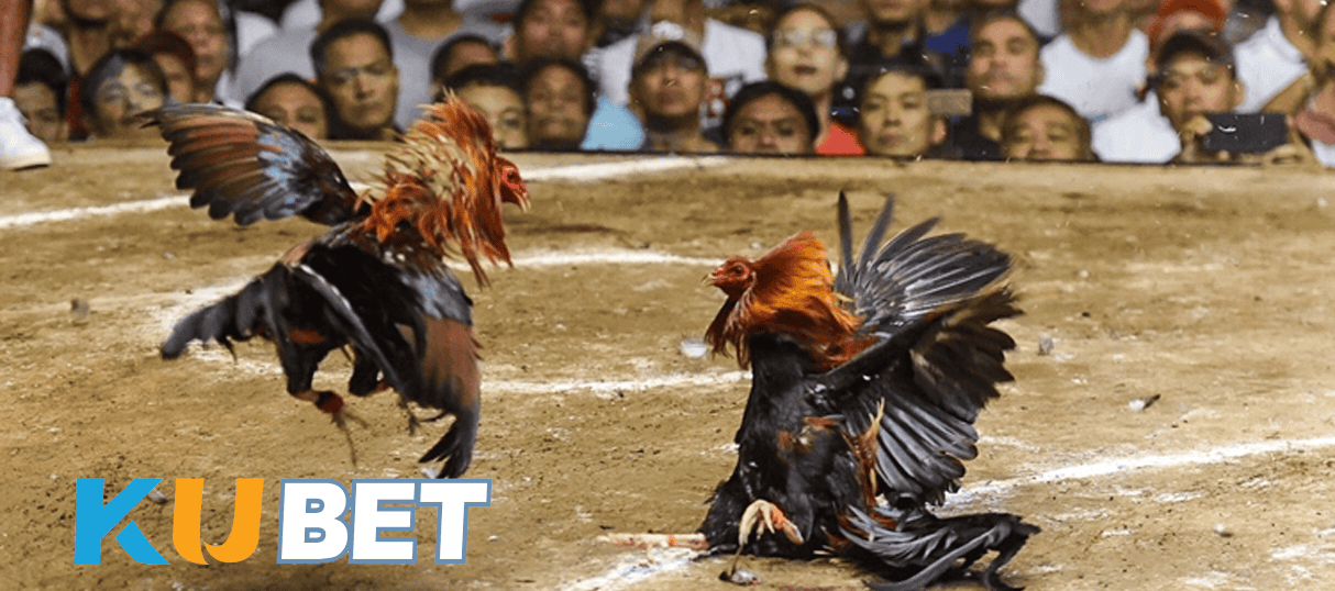 ZT9398 – Kubet Đá Gà – Trải nghiệm sảnh GA28 đỉnh cao