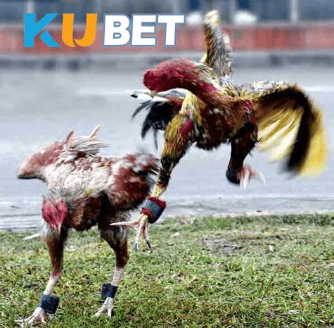 ZT9398 – Kubet Đá Gà – Trải nghiệm sảnh GA28