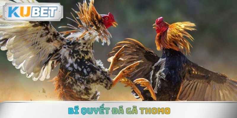 Bí quyết đá gà Thomo