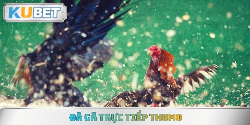 Đá Gà Trực Tiếp Thomo - Tâm Điểm Giải Trí Thú Vị 2026