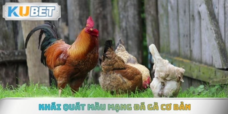 Khái quát màu mạng đá gà cơ bản