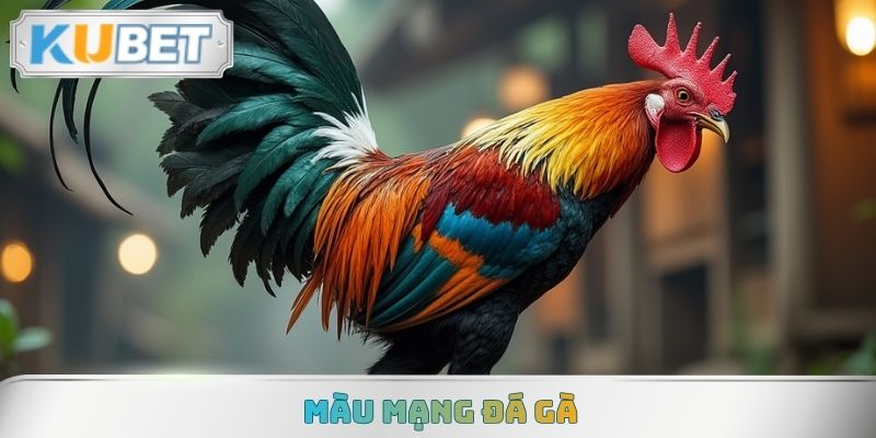 Màu Mạng Đá Gà Và Cách Chọn Chiến Kê Theo Phong Thuỷ