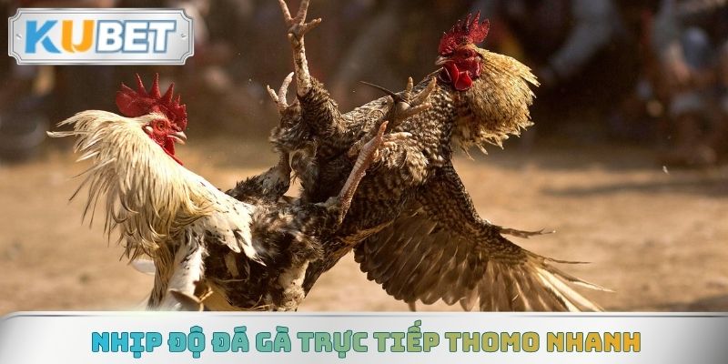 Nhịp độ đá gà trực tiếp Thomo nhanh