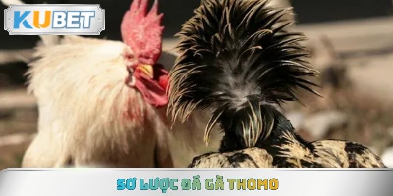 Sơ lược đá gà Thomo